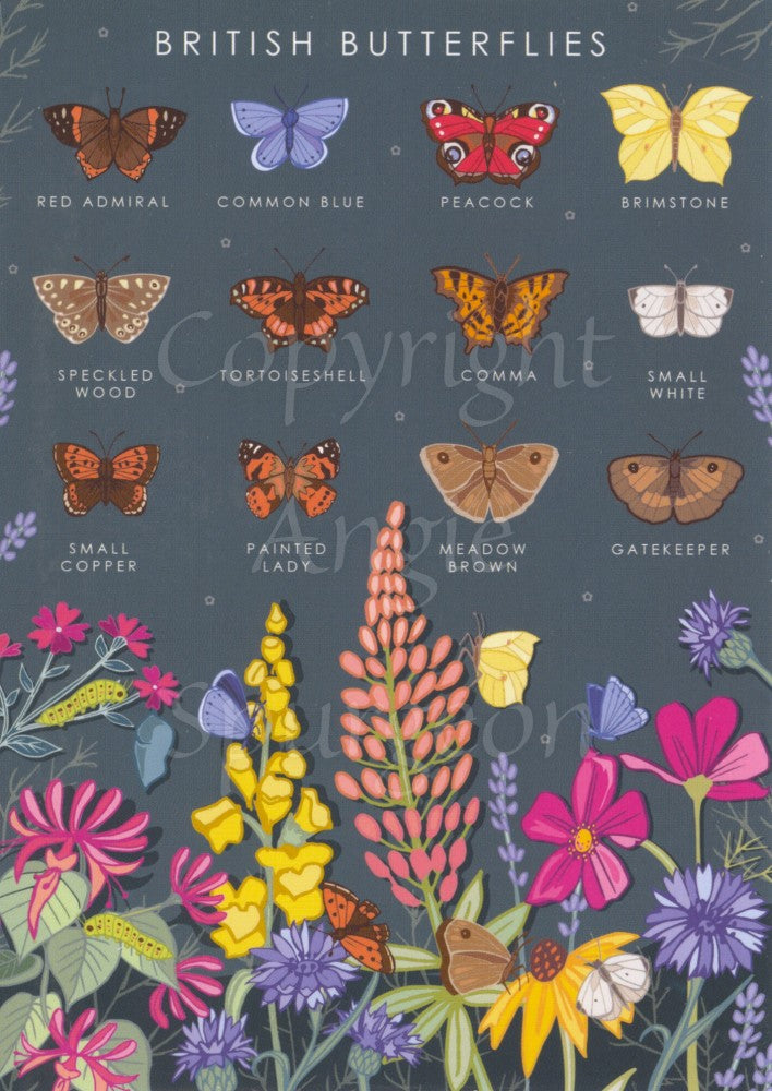 Simple illustrations of butterflies with the name of the butterfly underneath, including a red admiral, common blue, painted lady, brimstone etc. Across the bottom are a cluster of flowers with butterflies nestled within them. The background is dark grey.