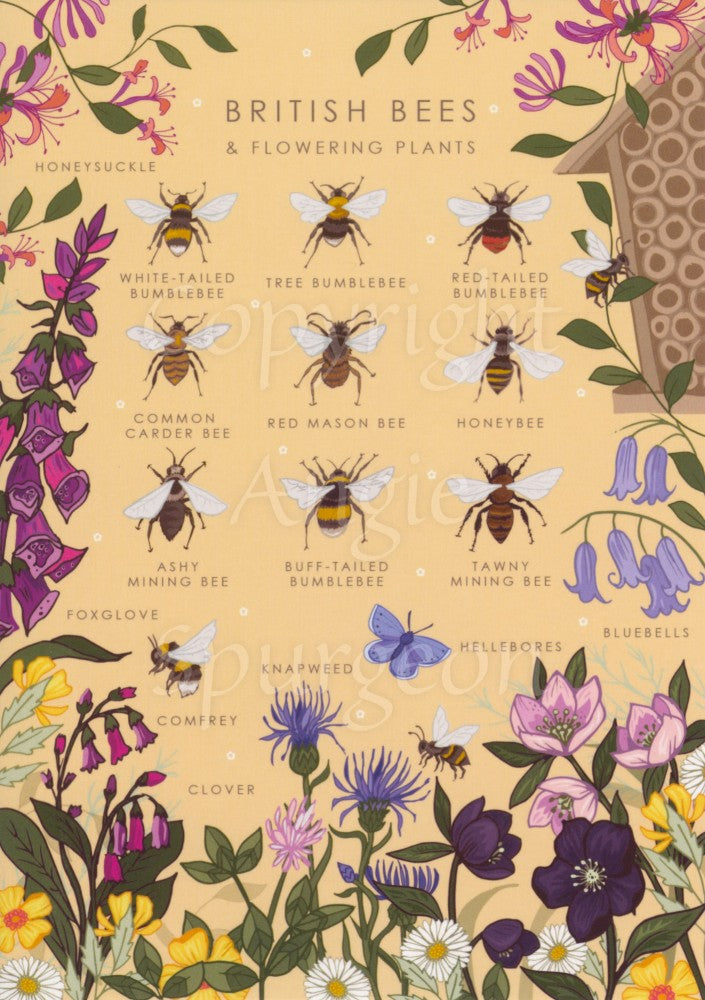 Simple illustrations of bees with the name of the bee underneath, including a white-tailed bumblebee, red mason bee, honey bee etc, and across the bottom are a cluster of flowers with their names, including clover, comfrey hellebores and bluebells. The background is pale orange.