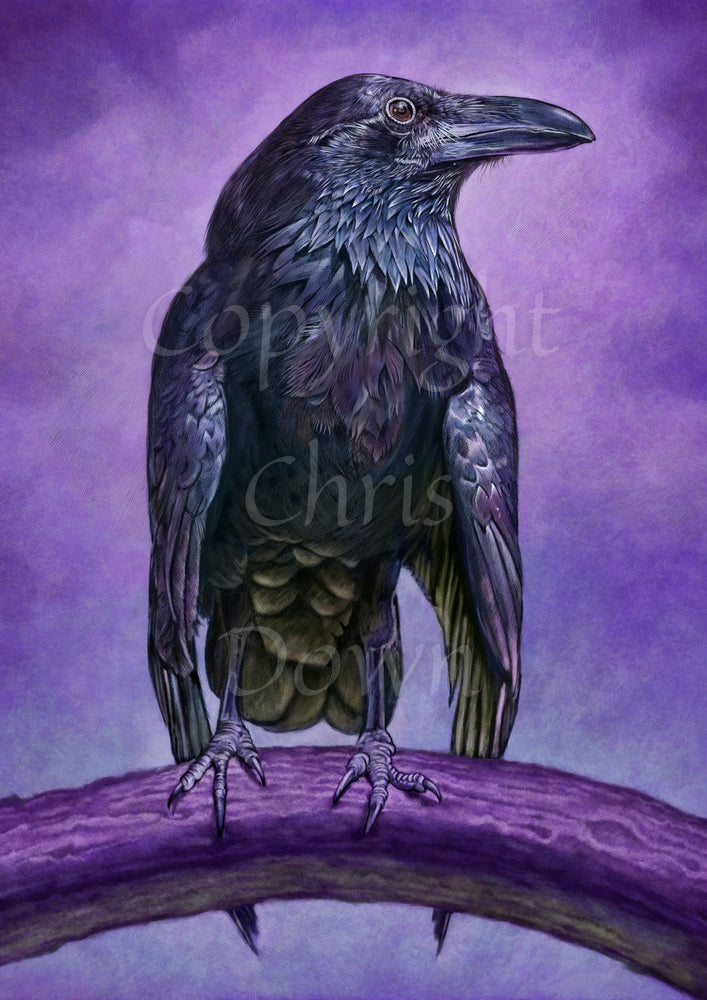 A raven sitting on a branch facing the viewer with their head turned sideways and wings slightly open. The raven is coloured black with purple shading, and the background is mottled purple.