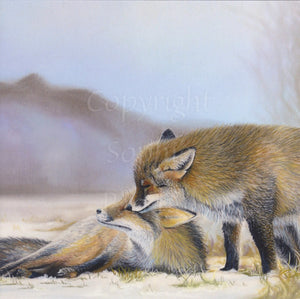 Two red foxes in a snowy field with grass just peeking through. One is lying on the ground, head up. The other stands behind, nuzzling the face of the first fox.