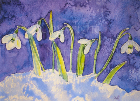 Snowdrops flowering in the snow. The background is a mottled purple/blue.