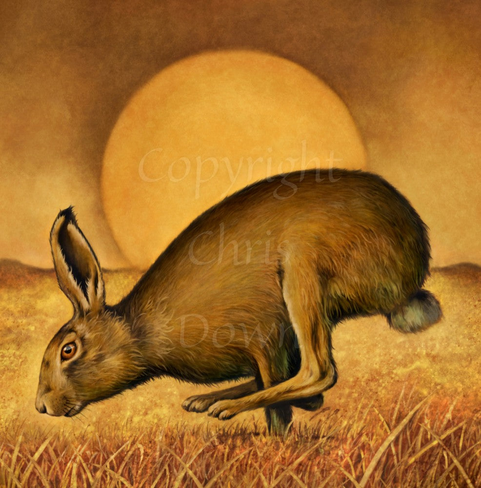 A brown hare runs from right to left, back curved, hind legs ahead of front legs. The sun rises behind, casting a golden brown glow across the sky, field and grass beneath the hare.